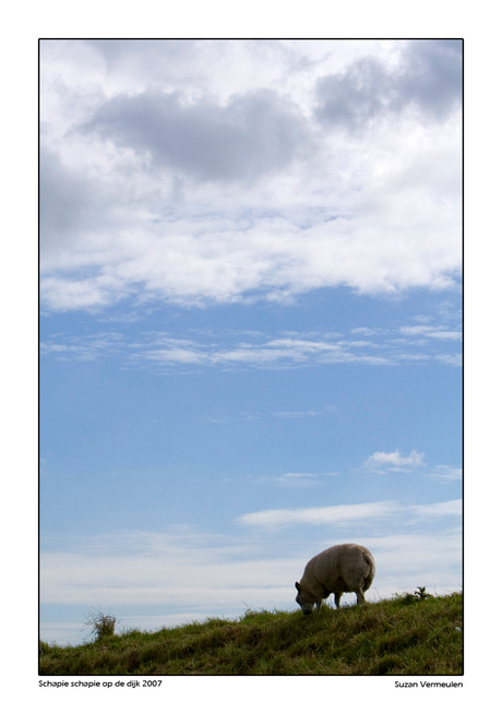 Schapie schapie op de dijk