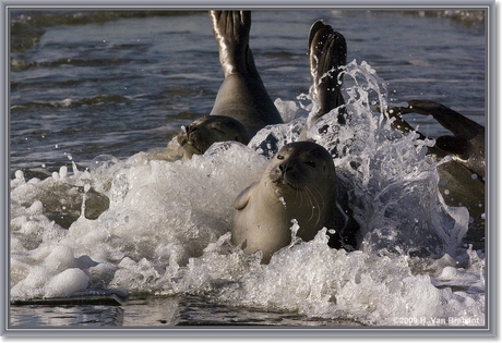 zeehonden