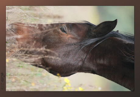 Paard grazend