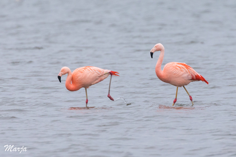 Tropische kleuren in koud Nederland