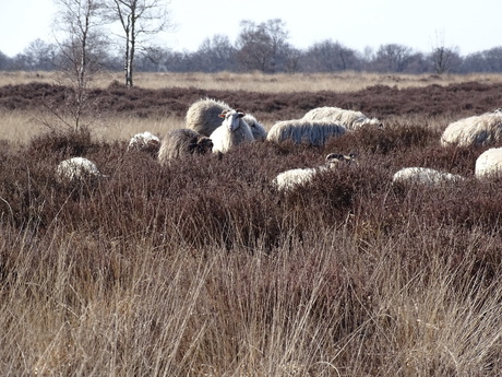 heideschapen