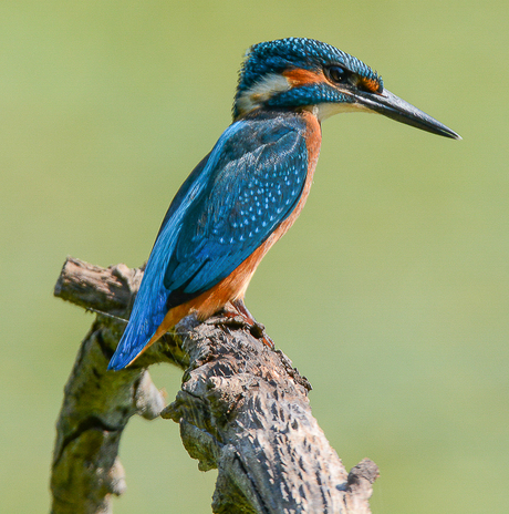 Eerste IJsvogel van dichtbij