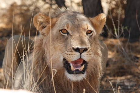 Een leeuw uit de Kalahari woestijn