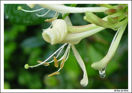 kamperfoelie na een buitje