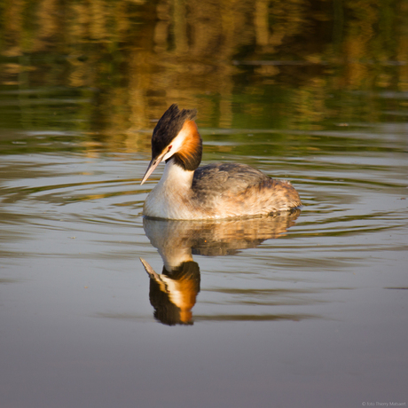 spiegeltje spiegeltje