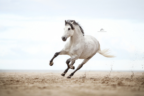 Beach Action