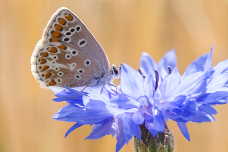 Bezoekje aan een Korenbloem