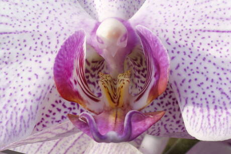 Orchidee macro 3