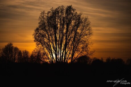 sunset behind tree