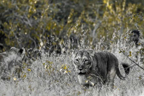 Aziatische leeuw on the move