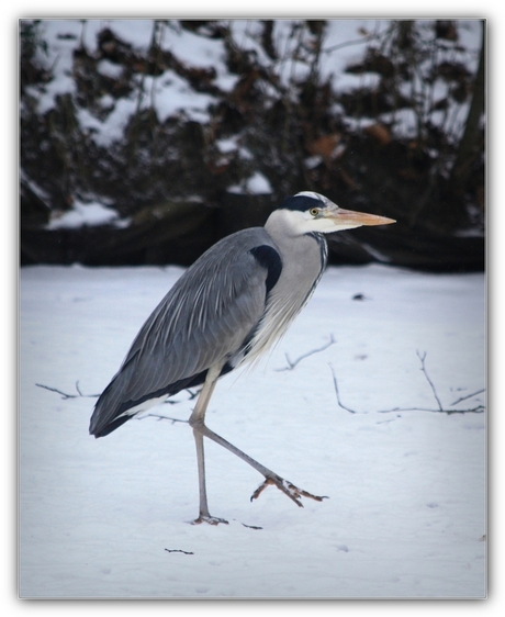 Reiger