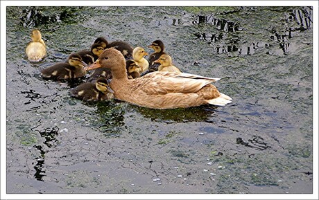 Alle 10 nog bijelkaar