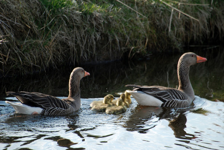 Ganzenfamilie