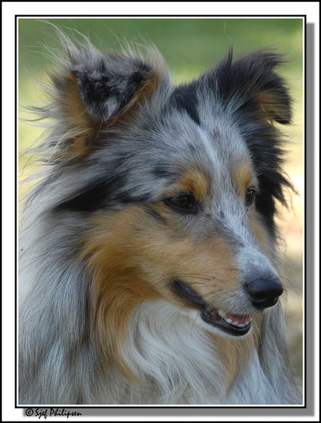 shetland sheepdog nr 2