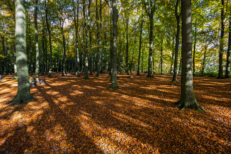 Het Haagse herfstbos, shadows