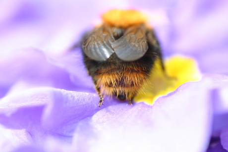 Hommel