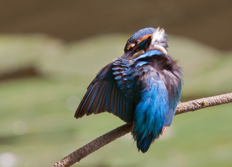 poestende ijsvogel