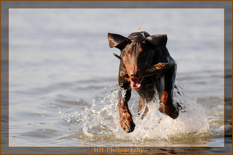 Dobermann in aktie (2)