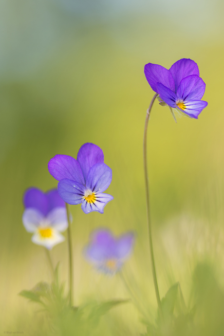 Happy violets