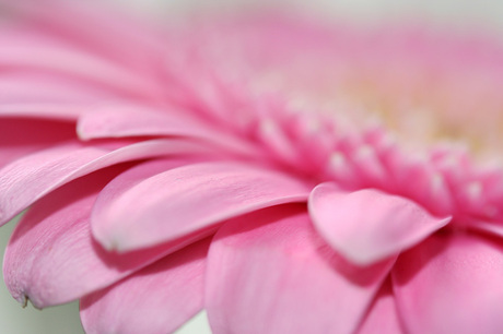 Roze gerbera