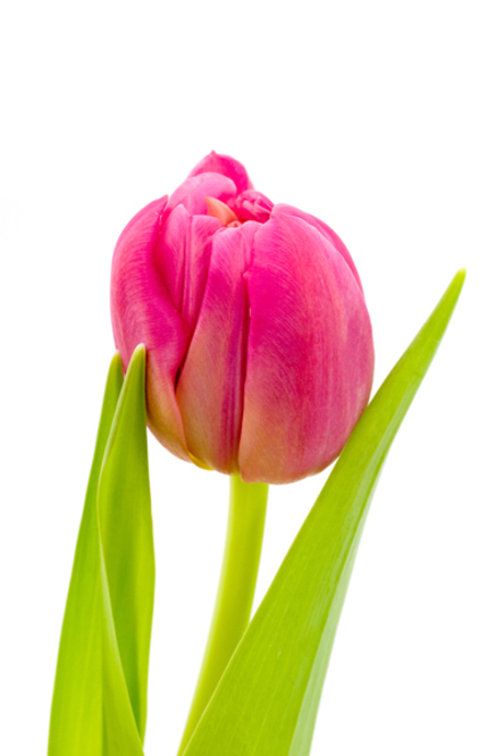 pink tulip