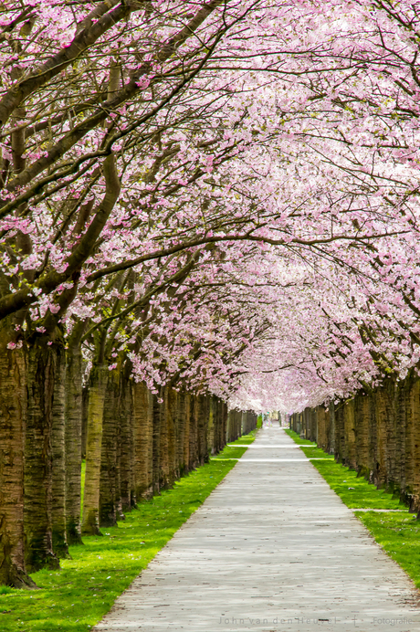 Blossom lane