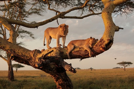 Ochtend op de Serengeti