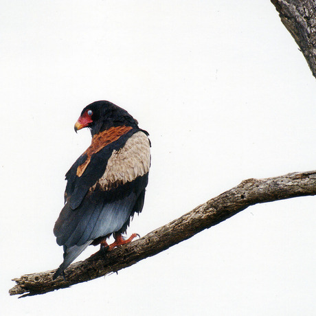 Bateleur