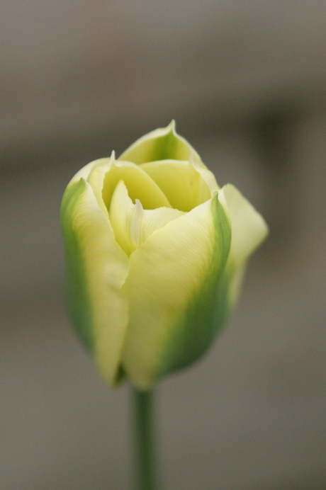 Tulp