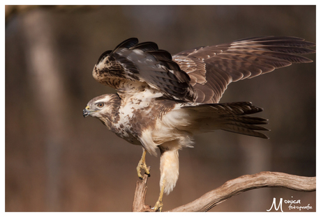 Buizerd