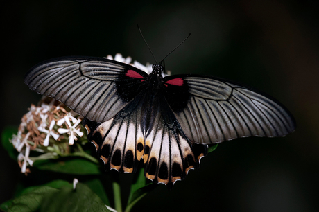 Papilio rumanzovia