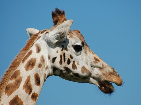 giraffe