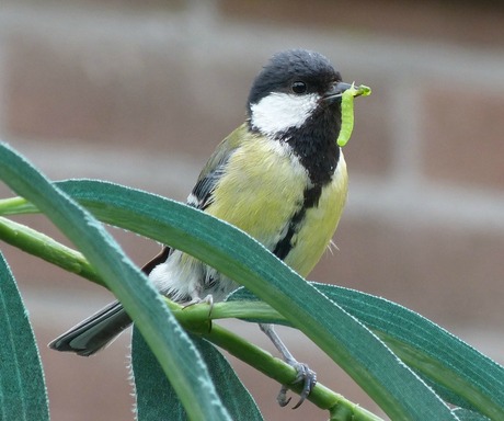 nieuw voer voor de kleintjes