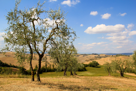Olijfbomen