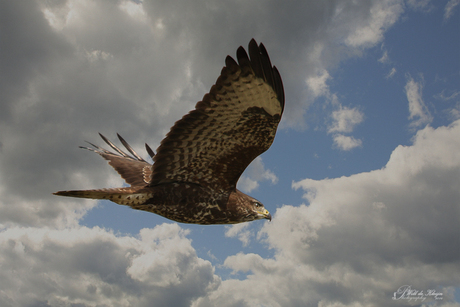 Buizerd