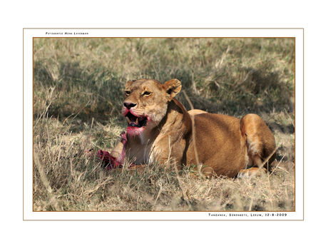 Lion Serengeti NP
