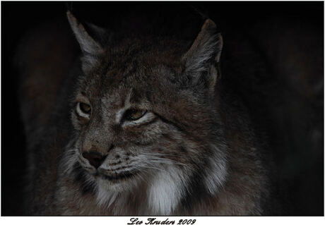 Lynx (dierentuin Amersfoort)
