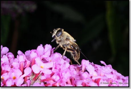 wespje in roze omgeving