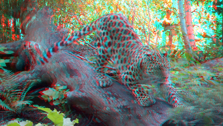 Amur Panter Blijdorp Zoo 3D