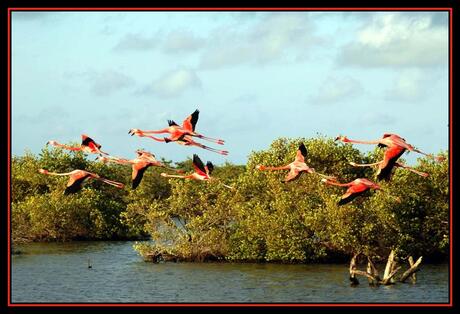 Pink flight