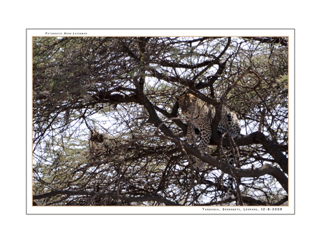 Leopard in tree Serengeti NP