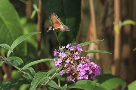 Kolibrievlinder in Duiven (2)