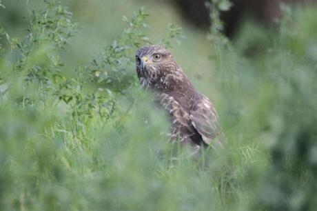 Buizerd