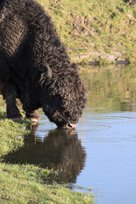 Spiegelbeeld