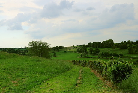 groene heuvels