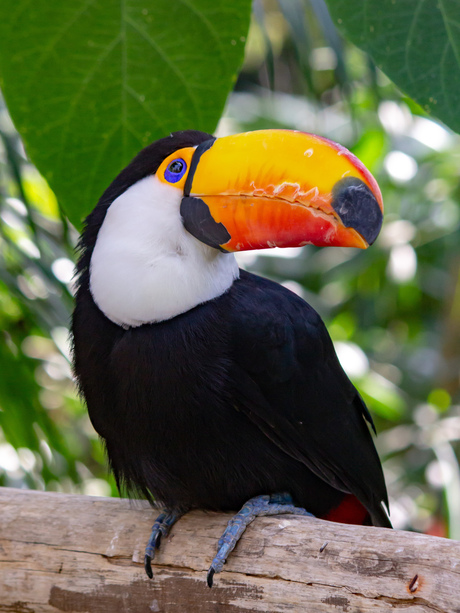 Bird@pairidaiza