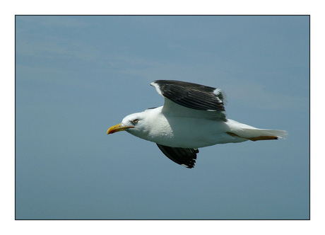 Meeuw in Vlucht