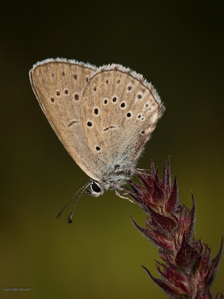 Zeldzaam blauwtje