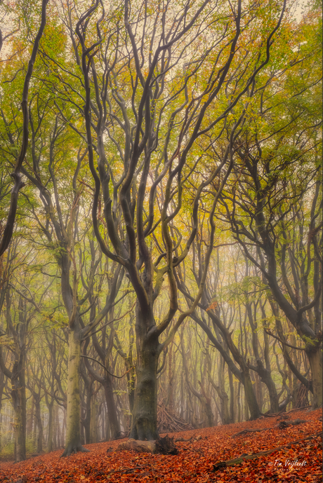 In het bos met mist