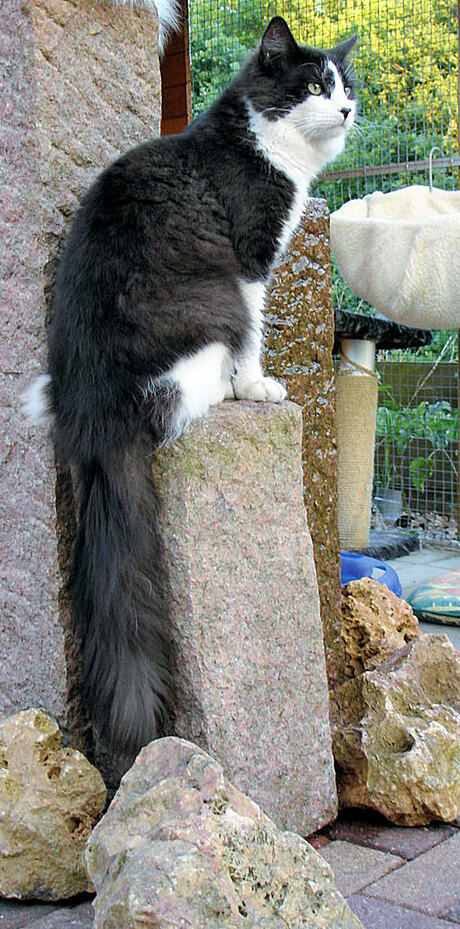 S*Just Catnap's Bartholomew